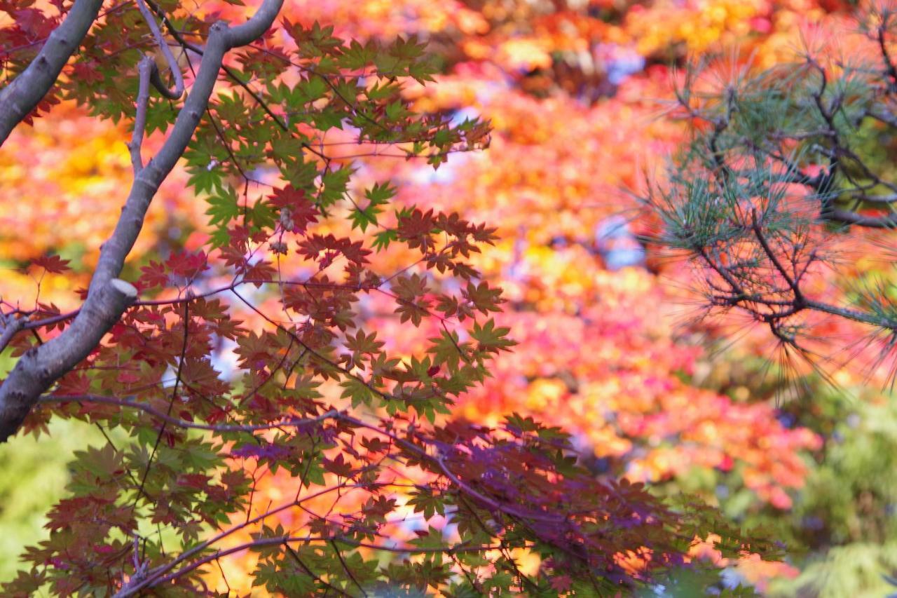 Shuku-Bou Saimonin Hotel Koya Buitenkant foto